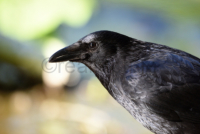 Rabenkraehe - Carrion crow