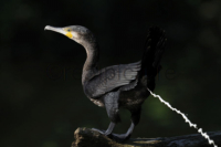 Ein Kormoran erleichtert sich. A cormorant is ease oneself.