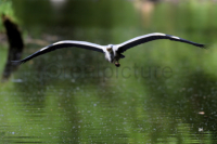 Ein Graureiher im Anflug. A gray heron in a flight.