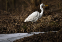 Ein Silberreiher schreitet auf Eis davon. A great white egret is stepping away on ice.
