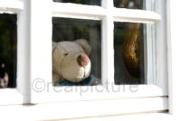 Ein Stofftier schaut durch ein Fenster nach draußen.