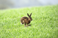 Ein Hase im schwebendem Galopp. A rabbit in a hovering galop.