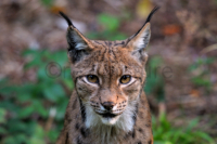 Luchs Portrait - Lynx portrait