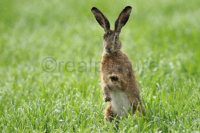 Ein Hase schuettelt sich das Wasser von den nassen Pfoten. A rabbit is shaking down the water from the wet paws.