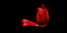 Eine rote Tulpenblüte. A Red tulip blossom.