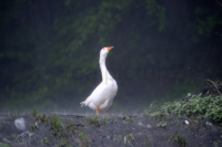 Eine weisse Gans steht trotzig im Regen. A white goose is standing defy in the rain.