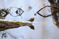 Ein Rotkehlchen steht auf einem Ast und spiegelt sich im Wasser. A robin is standing on a branch and it is reflected in the water.