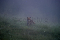 Ein Rotfuchs streift im morgendlichen Nebel über eine Wiese. A Red Fox walks in the morning fog over a meadow.