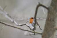 Ein Rotkehlchen sitzt auf einem Ast. A robin is sitting on a branch.