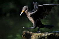 Ein Kormoran schreitet mit gespreizten Flügeln auf einem Baumstamm. A cormorant walks with spread wings on a tree trunk.