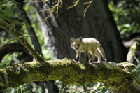 Ein Fuchswelpe balanciert auf einem umgestuerzten Baum.