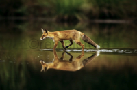 Ein Fuchs läuft durch seichtes Wasser. A fox is walking in flat water.