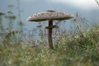 Schirmpilz im Morgentau. Shielded mushroom in the morning dew.