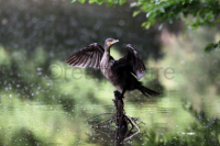 Ein Kormoran trocknet seine Fluegel. A cormorant is drying her wings.