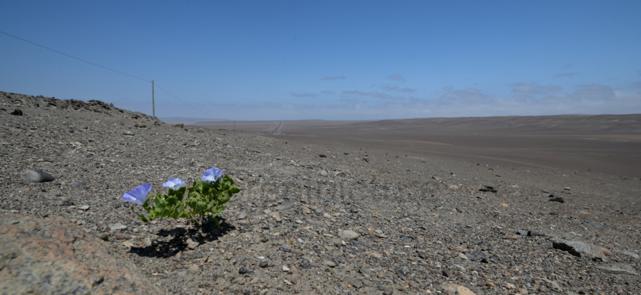 Andenlandschaft