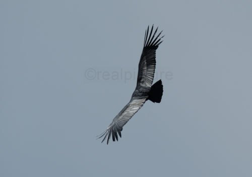 Condor